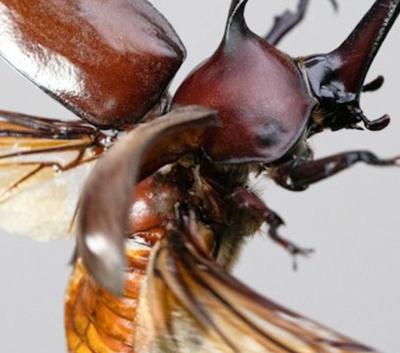 【食糧危機】人口増加でとうとう『昆虫食』カブトムシ噛むとジュワーと油