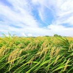 【食糧危機】有事は起きるのか？その時、私たちは餓死をする？